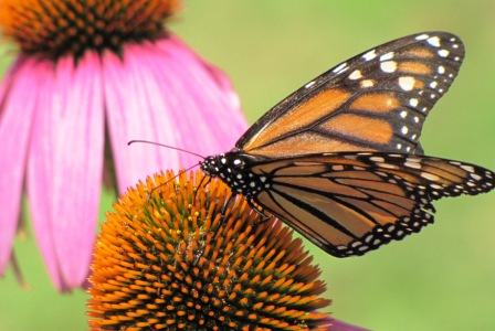 butterfly on flower for article compressed